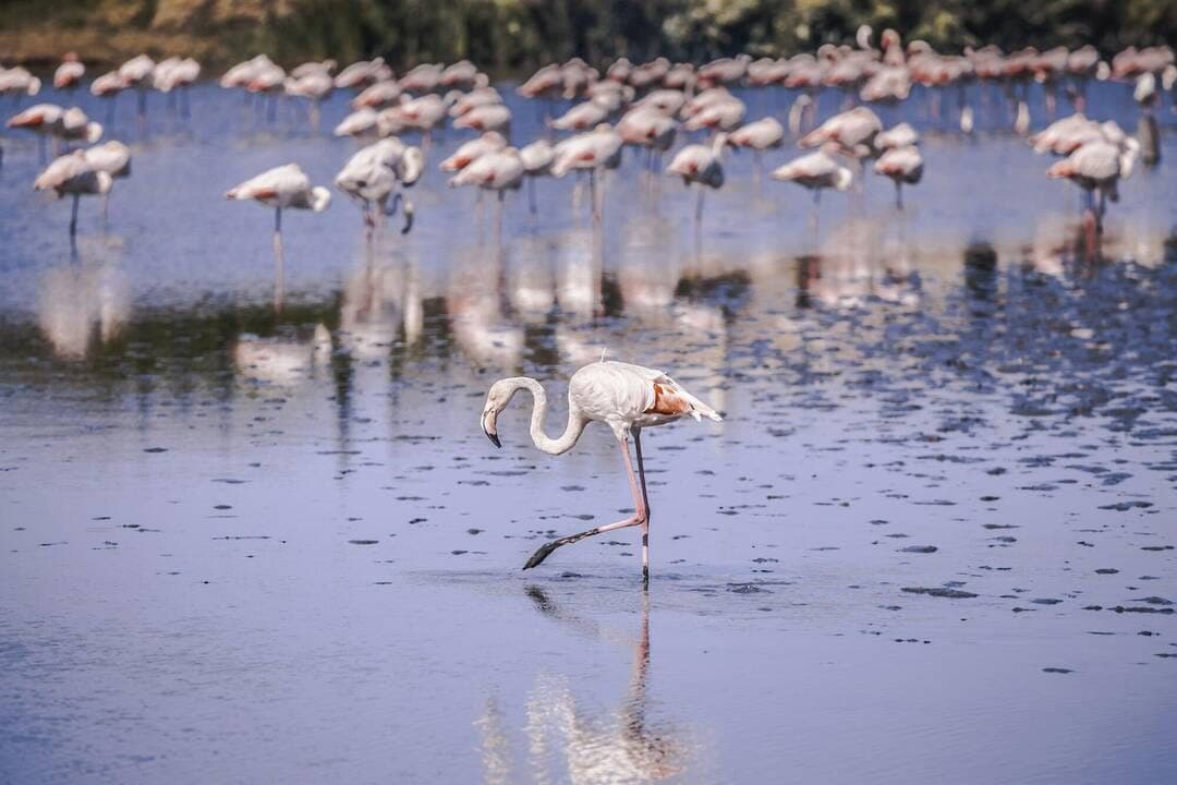 Flamant rose se penchant vers l'eau d'un étang du littoral héraultais